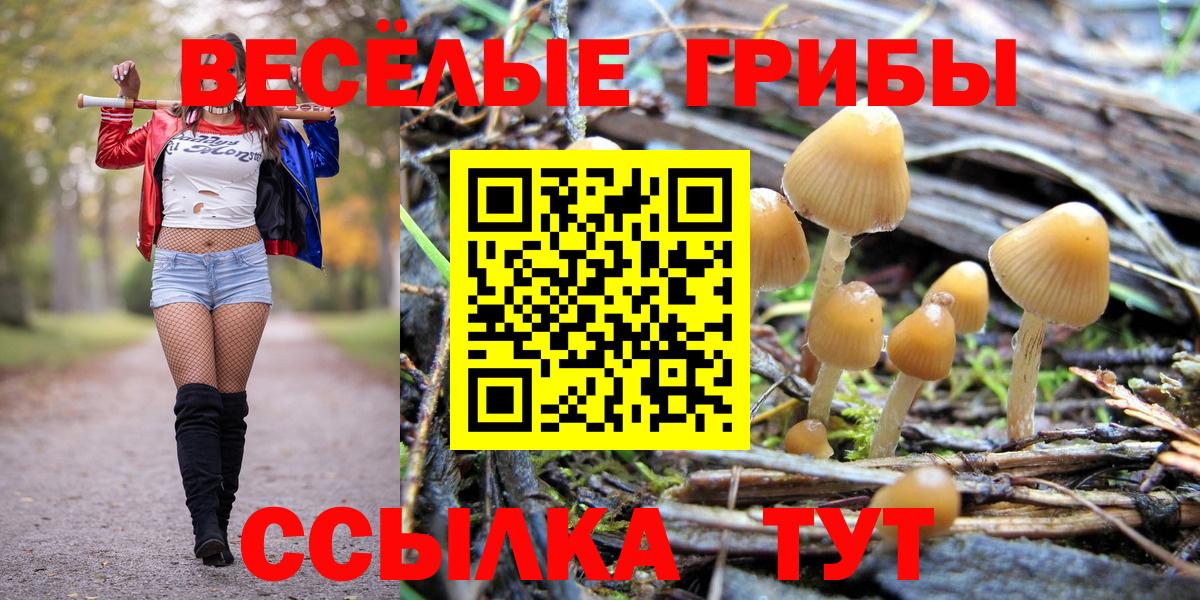 Галлюциногенные грибы Psilocybe Свободный